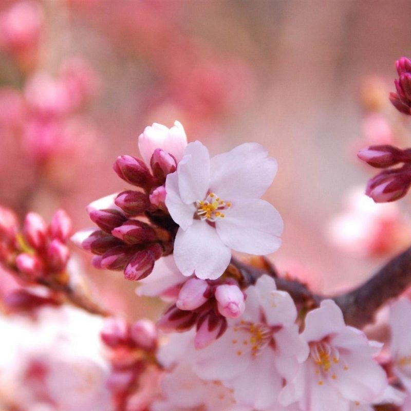 10 Most Popular Cherry Blossom Wallpaper Desktop 1920X1080 FULL HD 1920×1080 For PC Background 2022 free download cherry blossom desktop wallpapers wallpaper cave 800x800