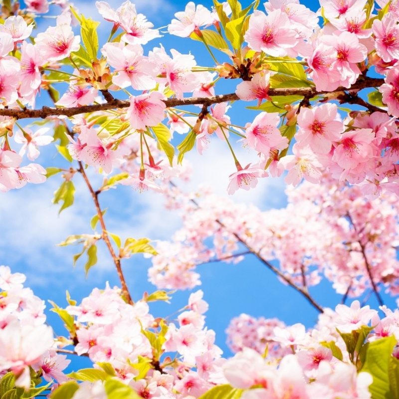 10 Most Popular Cherry Blossom Wallpaper Desktop 1920X1080 FULL HD 1920×1080 For PC Background 2022 free download cherry blossom hd wallpaper 71 images 2 800x800