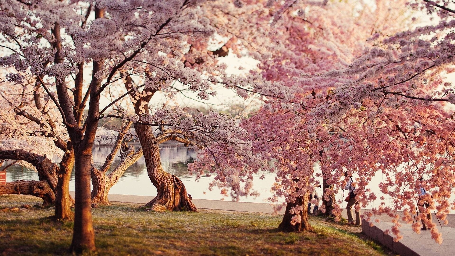 cherry blossom hd wallpaper (71+ images)