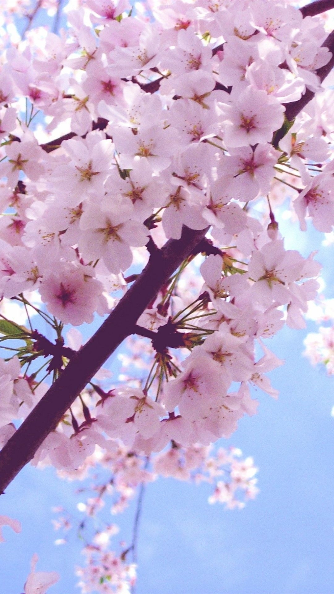 10 Latest Cherry Blossoms Iphone Wallpaper FULL HD 1080p For PC Desktop