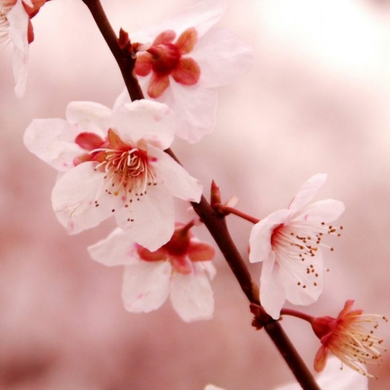 10 Latest Cherry Blossoms Iphone Wallpaper FULL HD 1080p For PC Desktop 2023 free download cherry blossom iphone hd wallpaper wallpaper wiki 800x800