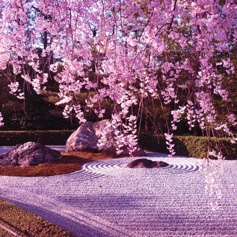 10 Most Popular Sakura Cherry Blossom Wallpaper FULL HD 1920×1080 For PC Desktop 2024 free download cherry blossom sakura tree free blossoms cat pink nature hd 2 800x800
