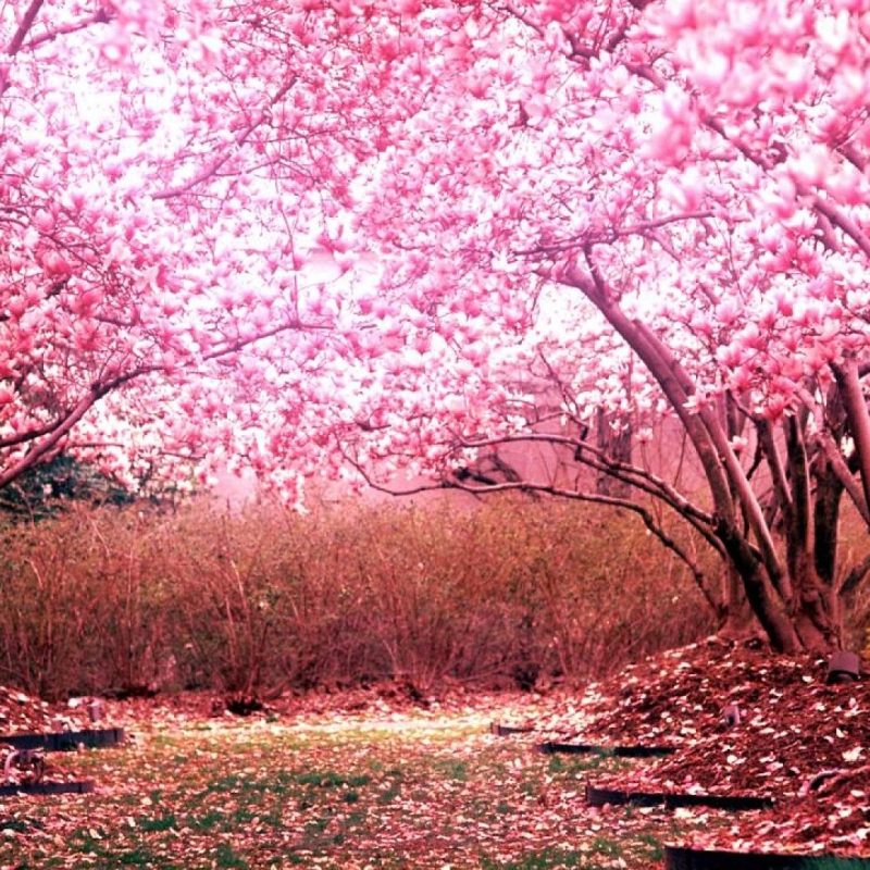 10 Top Cherry Blossoms Desktop Wallpaper FULL HD 1080p For PC Desktop 2022 free download cherry blossom wallpaper hd pixelstalk 800x800