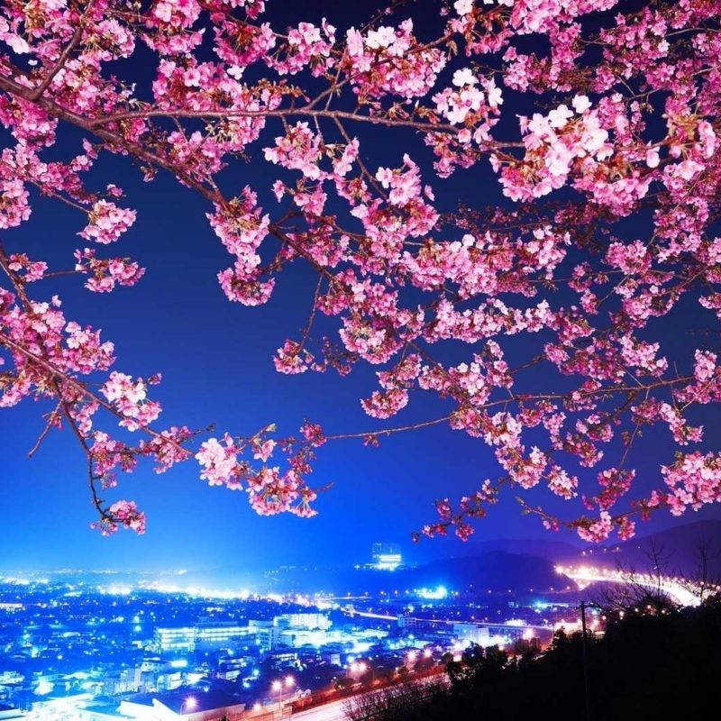 10 New Cherry Blossom Wallpaper Night FULL HD 1080p For PC Background 2023 free download cherry blossom wallpaper night hd of desktop images gipsypixel 800x800