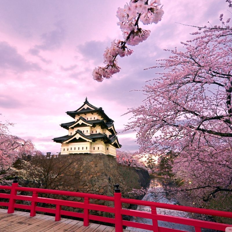 10 Latest Japan Cherry Blossom Wallpaper Hd FULL HD 1080p For PC Background 2022 free download cherry blossoms japan e29da4 4k hd desktop wallpaper for 4k ultra hd tv 1 800x800