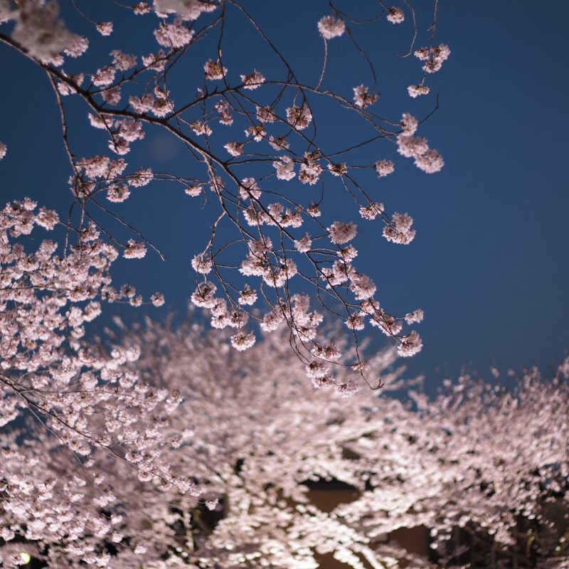 10 New Cherry Blossom Wallpaper Night FULL HD 1080p For PC Background 2023 free download cherry blossoms night e29da4 4k hd desktop wallpaper for 4k ultra hd tv 800x800