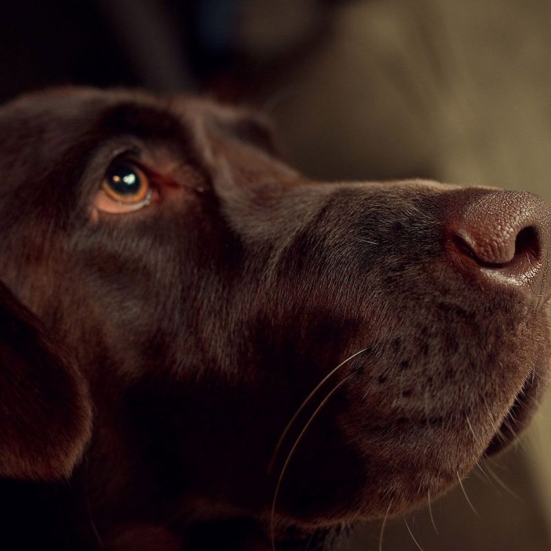 10 New Chocolate Lab Wallpapers FULL HD 1080p For PC Desktop 2022 free download chocolate labrador retriever walldevil 800x800