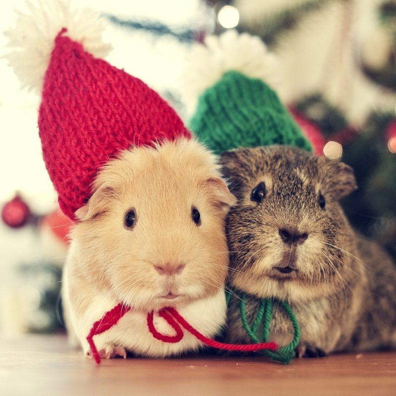 10 Best Cute Animal Christmas Wallpaper FULL HD 1080p For PC Background 2022 free download christmas animal wallpaper 67 images 800x800