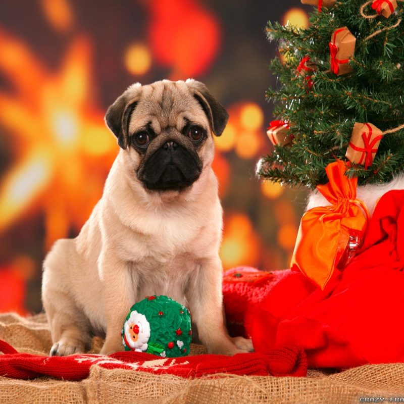 10 Best Cute Animal Christmas Wallpaper FULL HD 1080p For PC Background 2022 free download christmas dog wallpapers crazy frankenstein 800x800