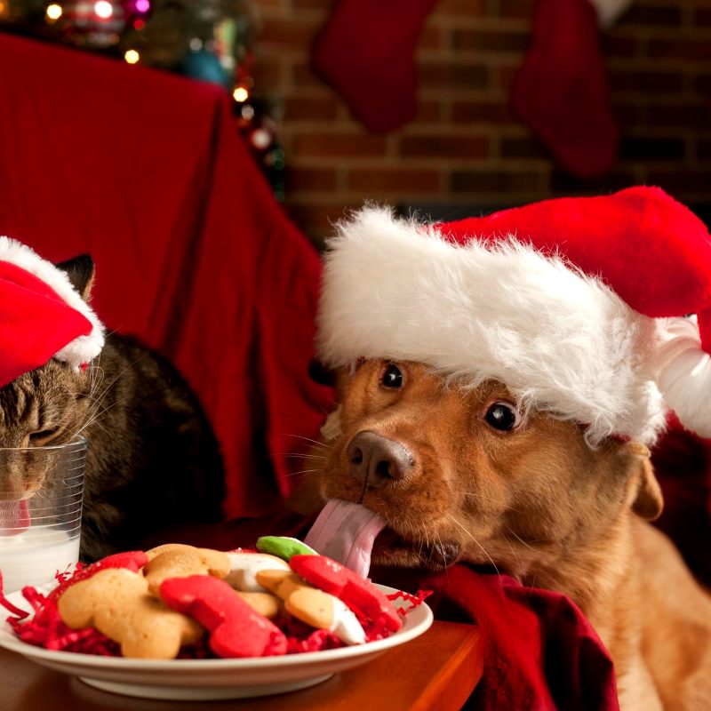 10 Best Cute Animal Christmas Wallpaper FULL HD 1080p For PC Background 2022 free download christmas puppies and kittens wallpaper these wallpaper backgrounds 800x800
