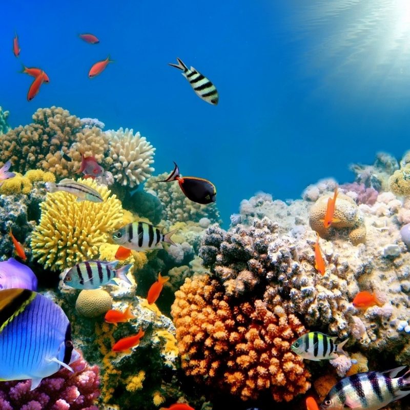 10 New Colorful Coral Reefs Wallpaper Hd FULL HD 1080p For PC Desktop 2022 free download colorful coral reef wallpaper 50 xshyfc 800x800