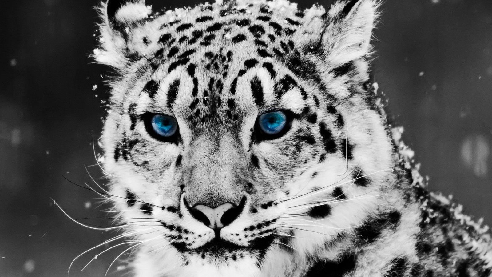 10 Latest Cool Wallpapers Of Animals FULL HD 1080p For PC Background