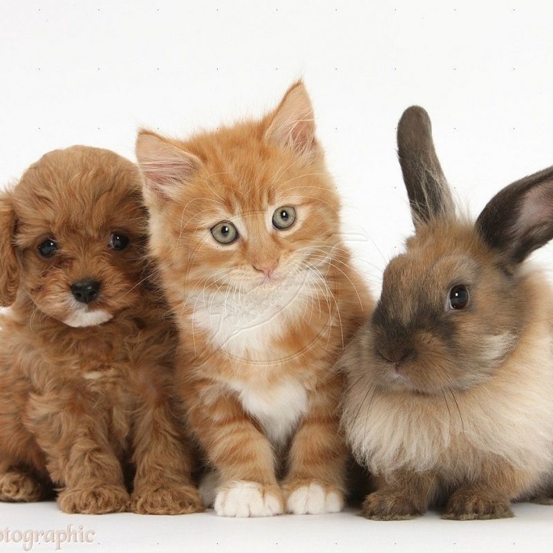 10 New Pictures Of Puppies And Kitties FULL HD 1080p For PC Background 2022 free download cool puppies and kittens and bunnies together and also cute 800x800