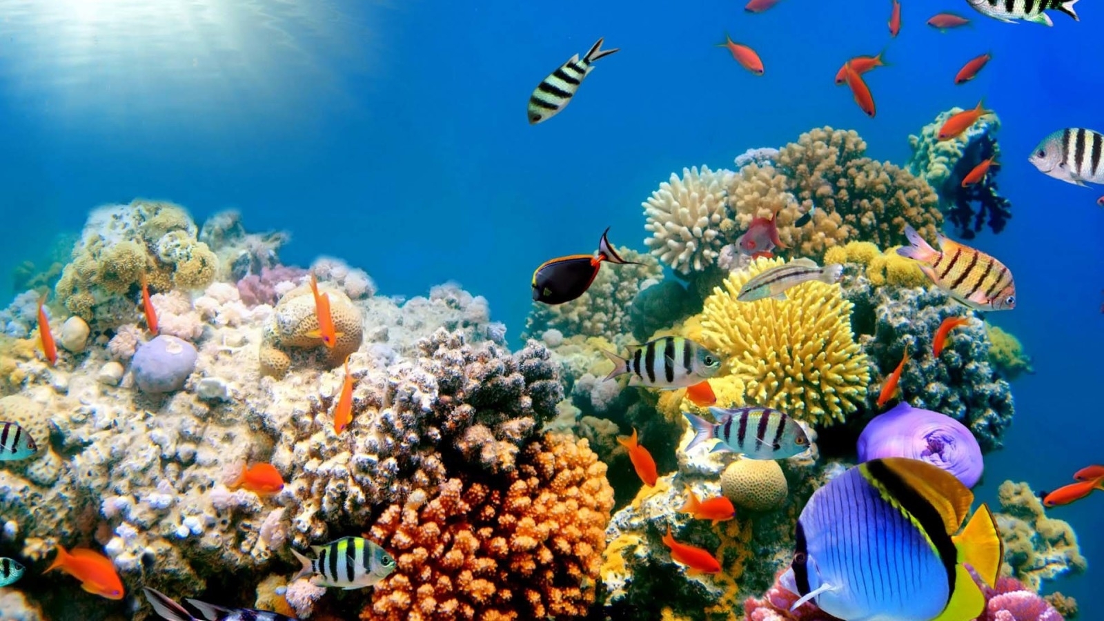 10 Most Popular Coral Reef Hd Wallpaper FULL HD 1920×1080 For PC ...