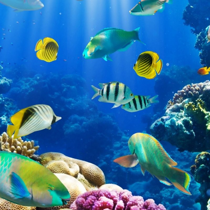 10 Most Popular Fish Backgrounds For Desktop FULL HD 1920×1080 For PC Background 2022 free download creative graphics underwater fish wallpapers desktop phone 800x800