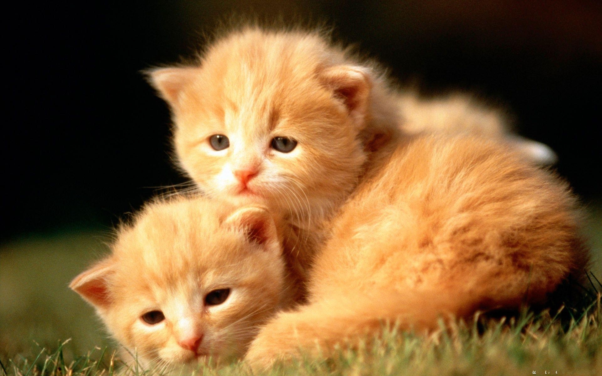 10 Top Cute Baby Animal Wallpapers Desktop FULL HD 1920×1080 For PC Background