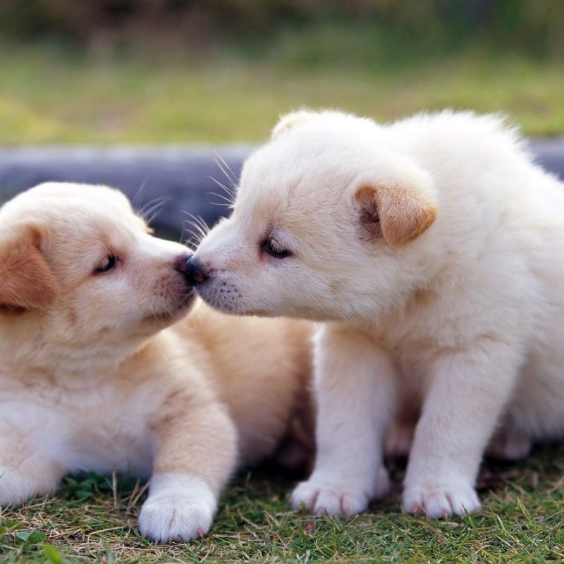 10 Latest Cute Baby Dogs Images FULL HD 1920×1080 For PC Desktop 2022 free download cute baby animals free large images cute animals 800x800