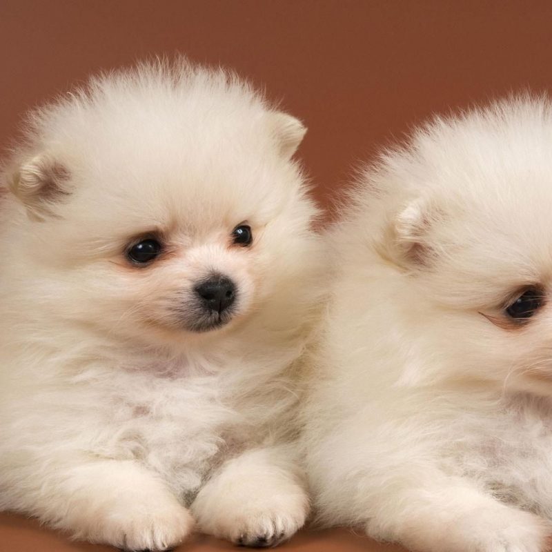 10 Latest Cute Baby Dogs Wallpaper FULL HD 1080p For PC Background 2022 free download cute baby dogs wallpaper wallpaper studio 10 tens of thousands 1 800x800
