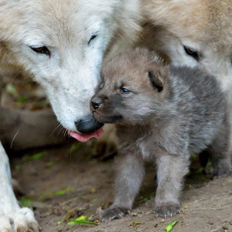 10 Latest Pictures Of Baby Wolves FULL HD 1080p For PC Desktop 2022 free download cute baby wolf puppies take first steps youtube 800x800
