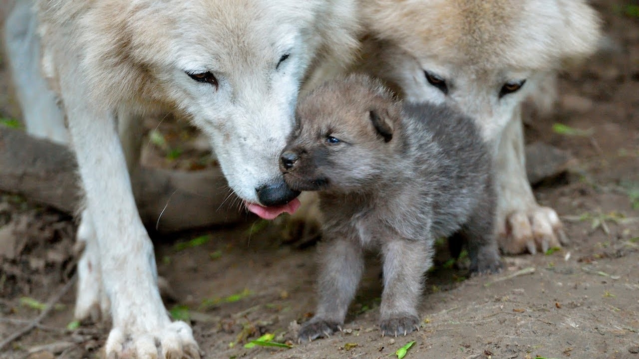 cute baby wolf puppies take first steps - youtube
