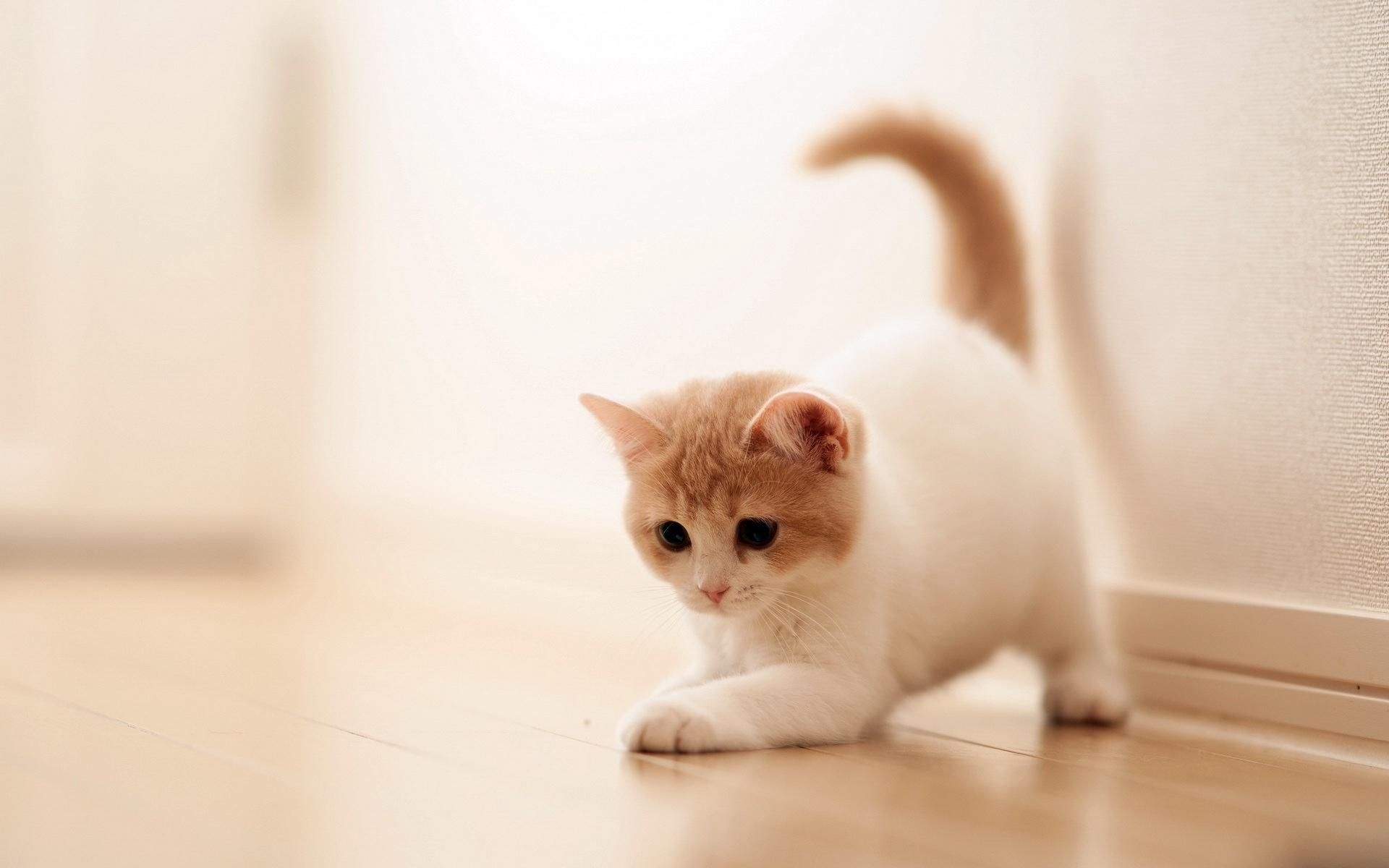 10 Best Hd Cute Cat Wallpapers FULL HD 1080p For PC Desktop