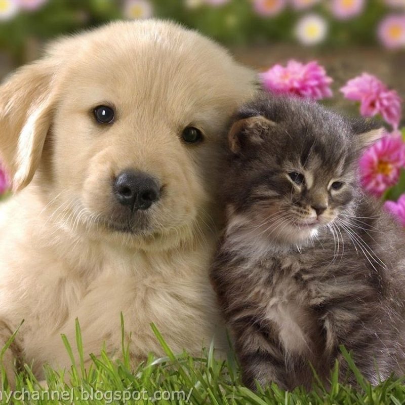 10 New Pictures Of Puppies And Kitties FULL HD 1080p For PC Background 2022 free download cute kittens and puppies sleeping wild animal live cute things 800x800