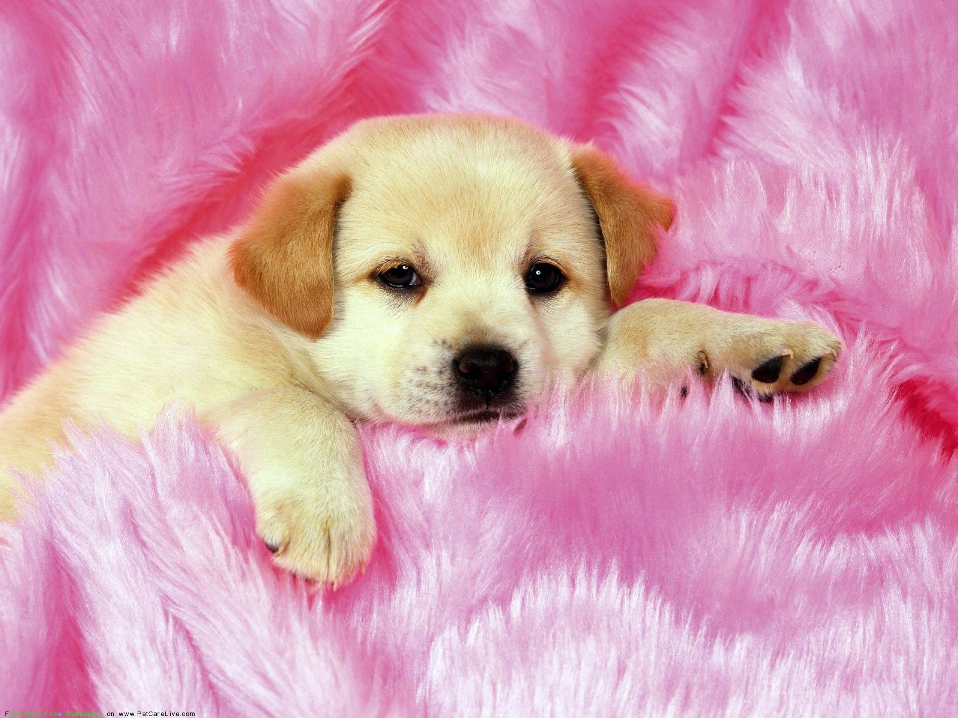 10 Top Cute Wallpapers Of Puppies FULL HD 1920×1080 For PC Background