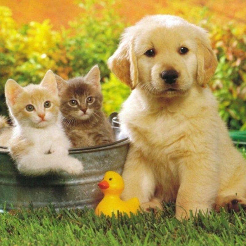 10 New Pictures Of Puppies And Kitties FULL HD 1080p For PC Background 2022 free download cute pictures of puppies and kittens together pets world 3 800x800