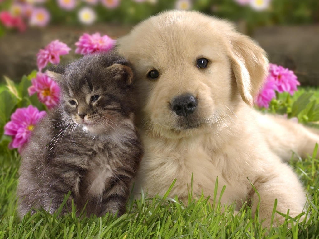 10 Most Popular Pics Of Puppies And Kittens FULL HD 1920×1080 For PC Desktop