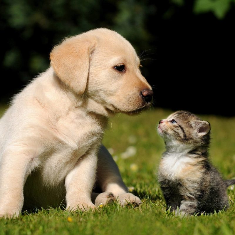 10 Top Puppy And Kitten Wallpaper FULL HD 1920×1080 For PC Background 2022 free download cute puppy and kitten wallpapers 58 images 800x800