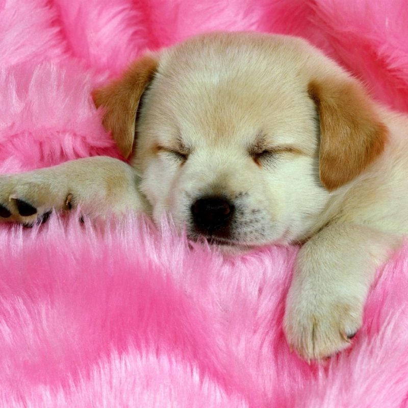 10 Best Cute Puppies Desktop Wallpaper FULL HD 1080p For PC Desktop 2024 free download cute puppy backgrounds cute puppies desktop wallpaper 1440x1080 800x800