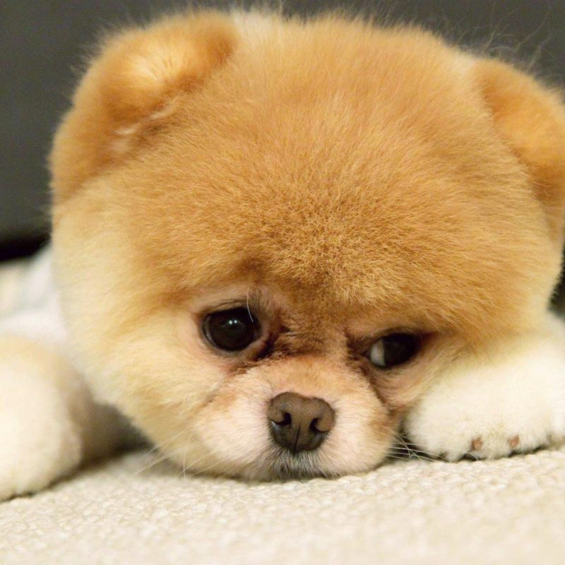 10 Top Cute Wallpapers For Computers FULL HD 1920×1080 For PC Desktop 2023 free download cute puppy wallpapers for computers pixcorners 800x800