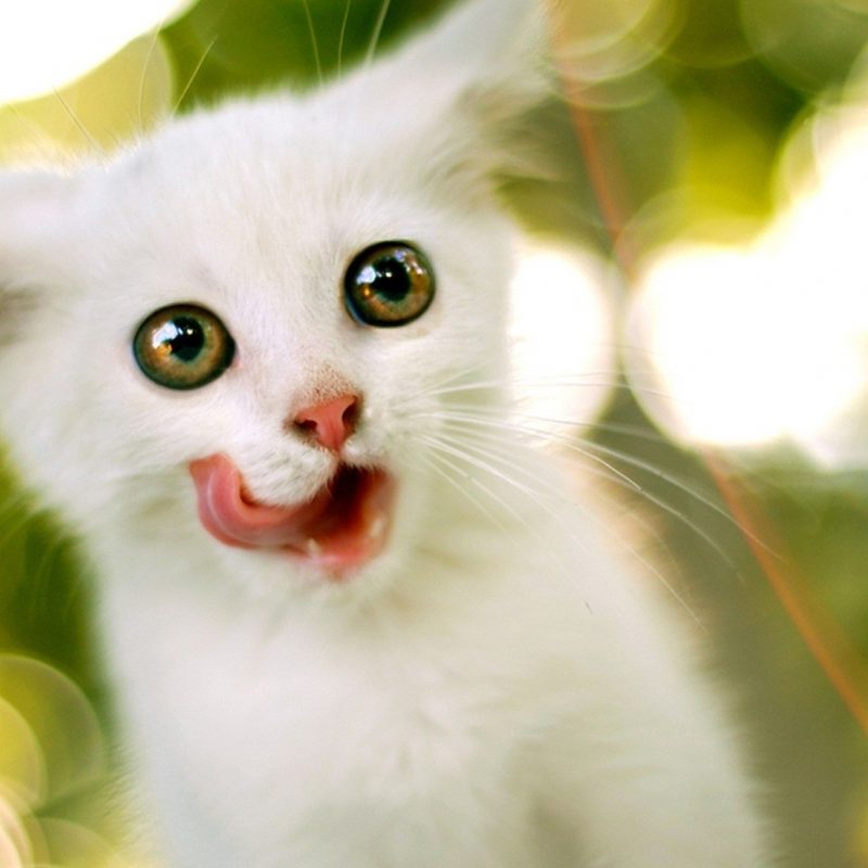 10 New Cute White Cat Pictures FULL HD 1920×1080 For PC Desktop 2023 free download cute white cat wallpaper for desktop hd smartphone animals 800x800