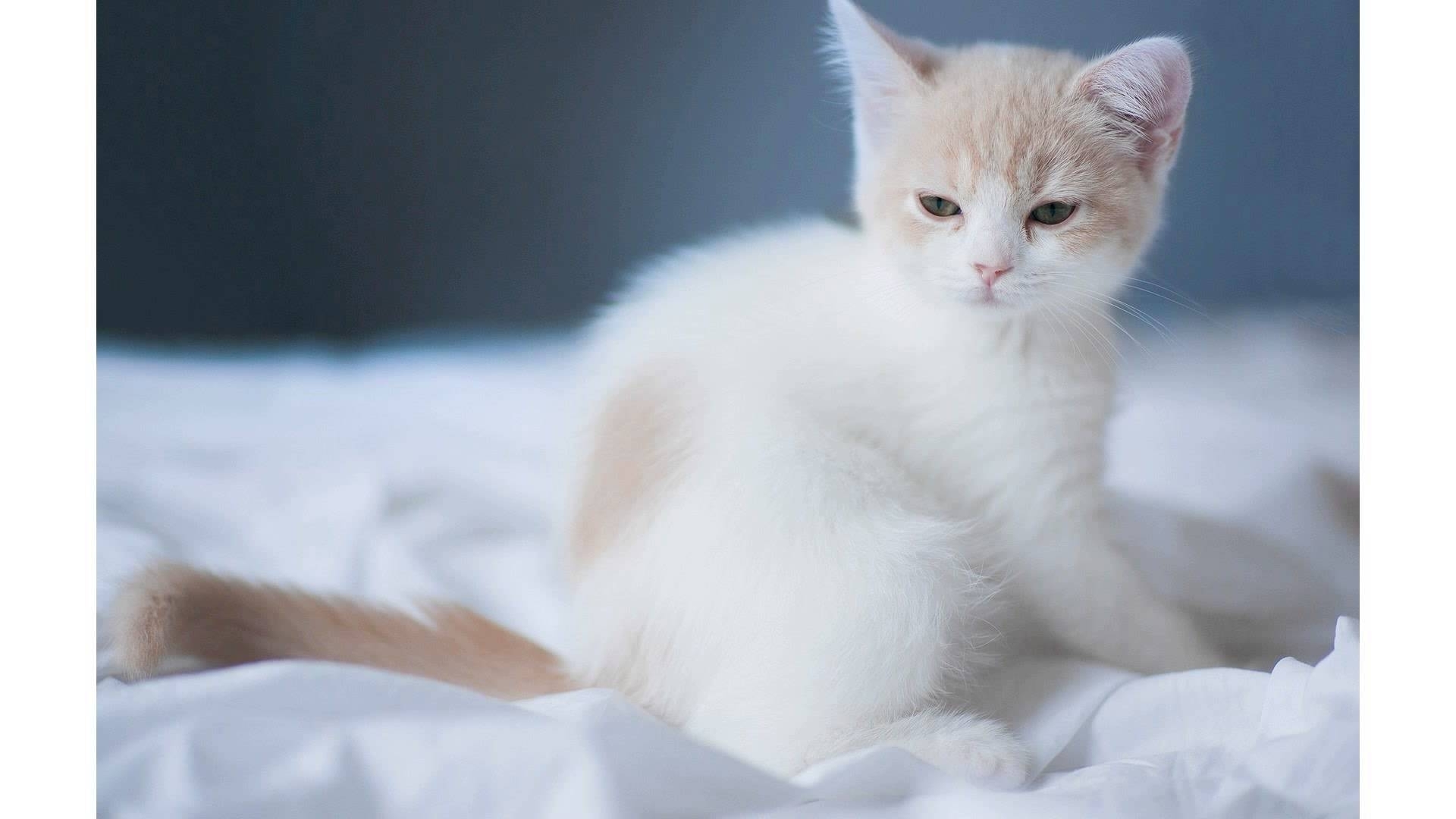 10 New Cute White Cat Pictures FULL HD 1920×1080 For PC Desktop 2023