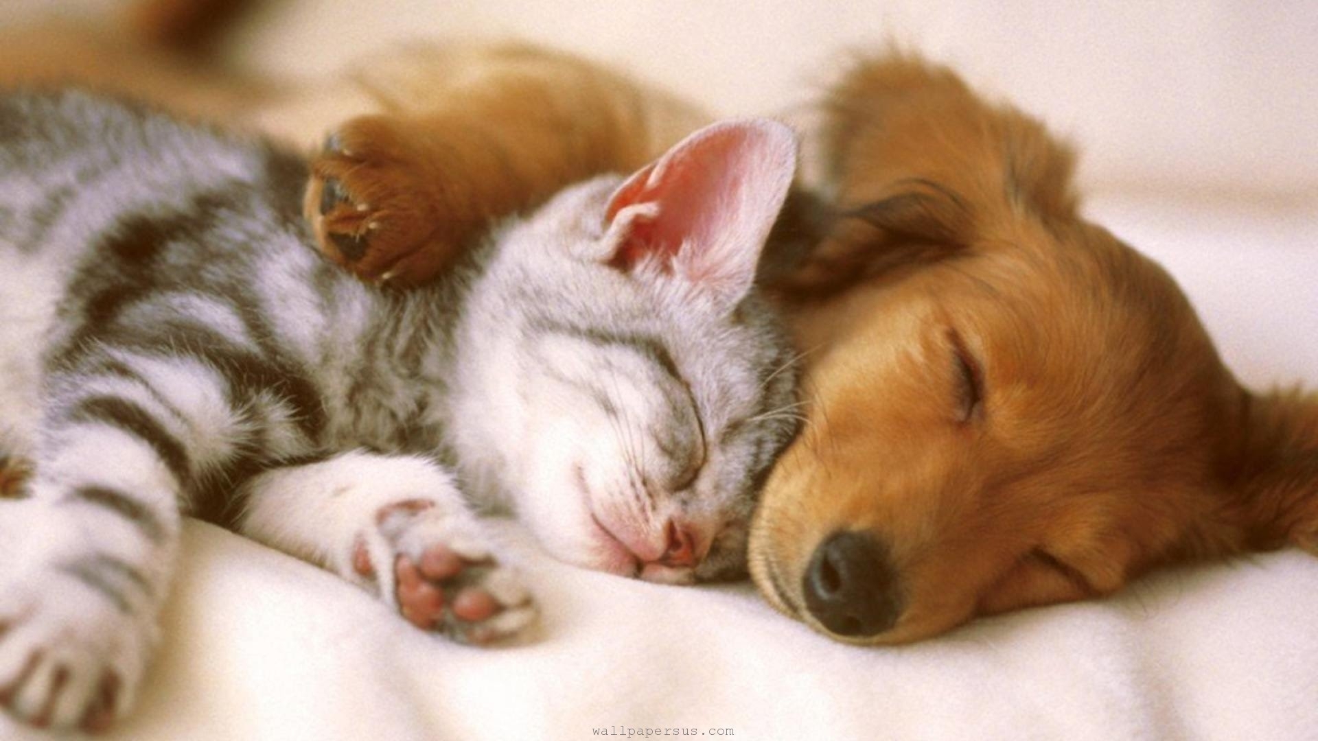 cutest kittens &amp; puppies falling asleep compilation - youtube