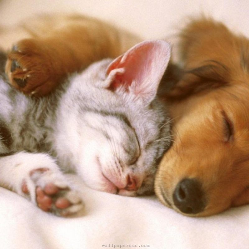 10 New Pictures Of Puppies And Kitties FULL HD 1080p For PC Background 2022 free download cutest kittens puppies falling asleep compilation youtube 800x800