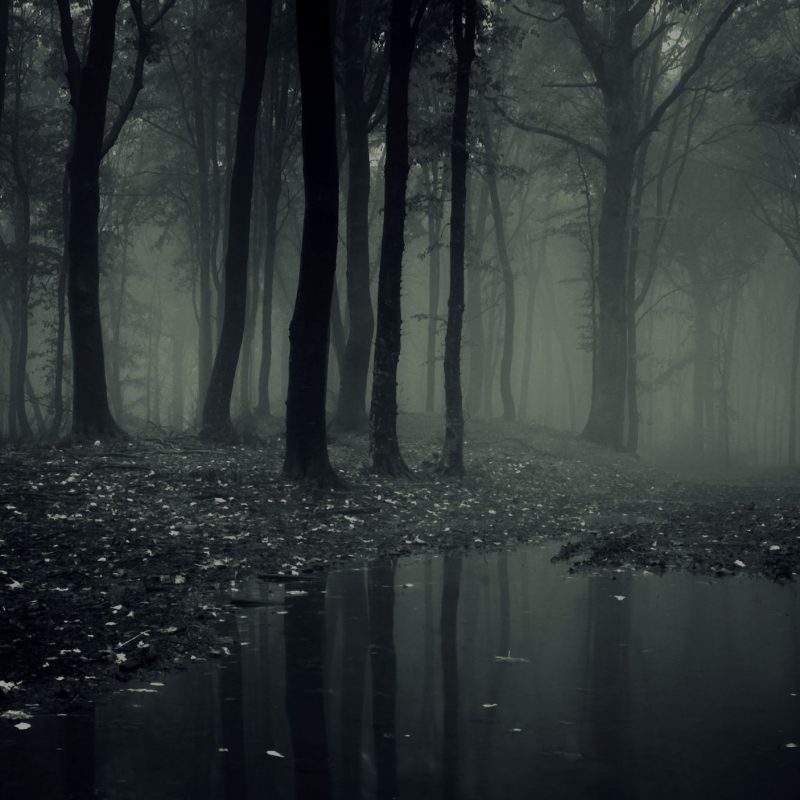 10 Most Popular Dark Forest Wallpapers Hd FULL HD 1920×1080 For PC Desktop 2022 free download dark forest wallpapers download free download free 800x800
