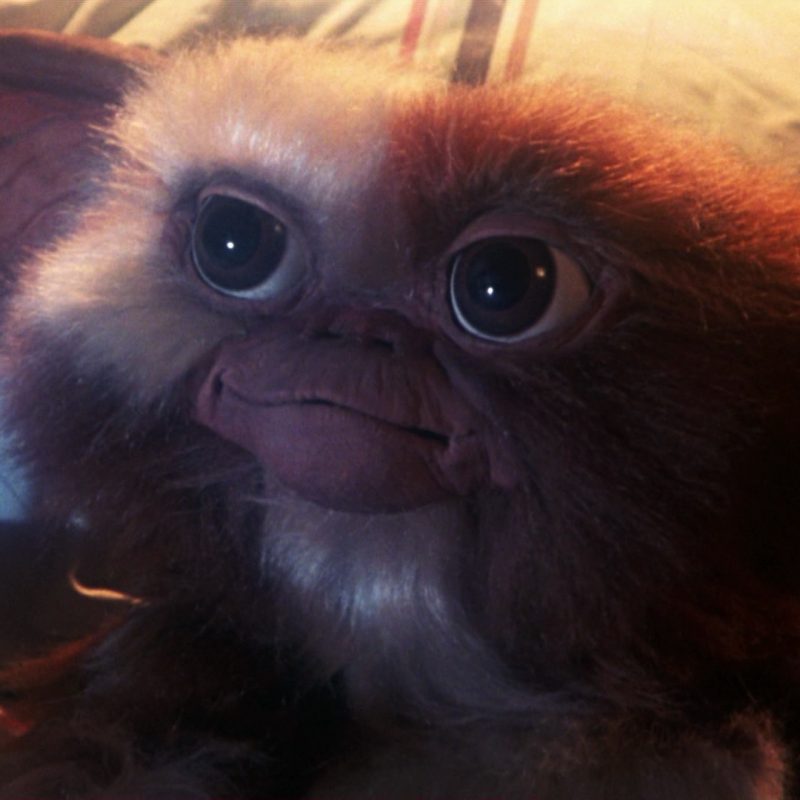 10 Latest Pictures Of Gizmo From Gremlins FULL HD 1080p For PC Background 2022 free download dark gremlins 3 script ponders the murder of gizmo bloody disgusting 800x800