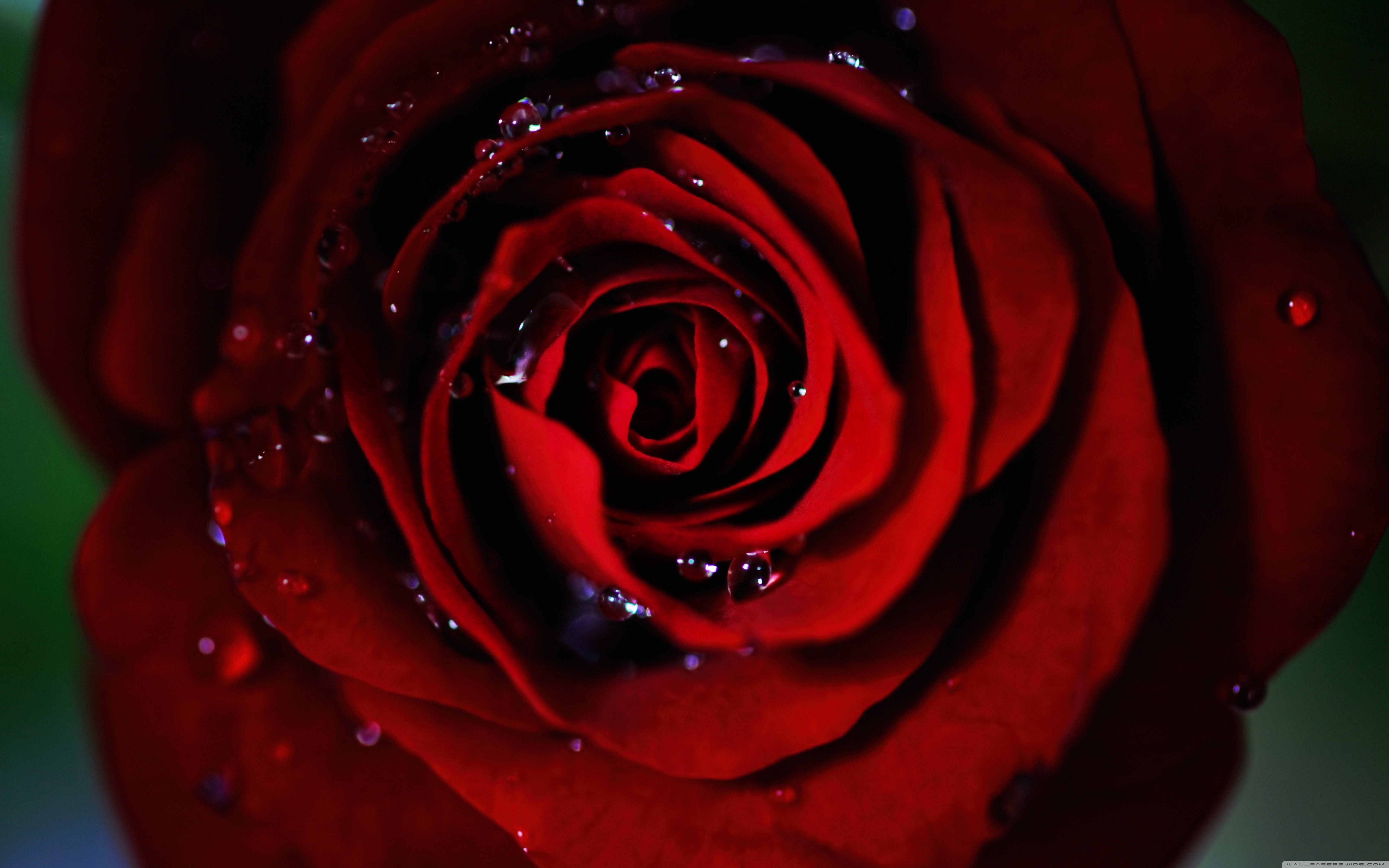 dark red rose ❤ 4k hd desktop wallpaper for 4k ultra hd tv • wide