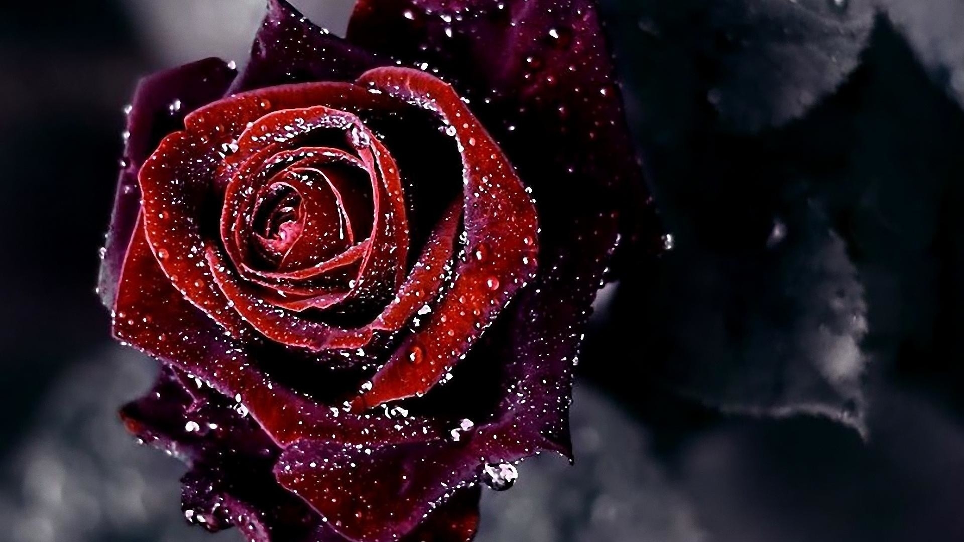 10 Top Dark Red Rose Wallpapers FULL HD 1080p For PC ...