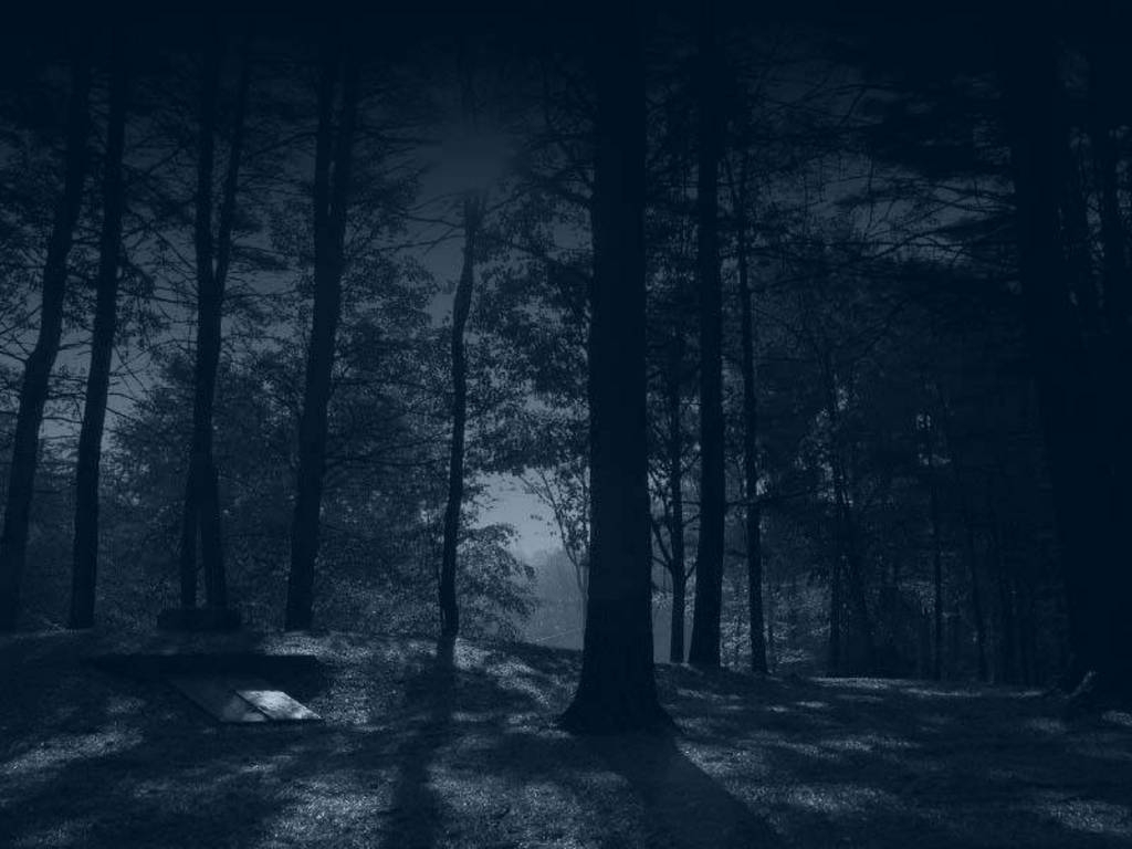 10 Top Woods At Night Wallpaper FULL HD 1920×1080 For PC Background