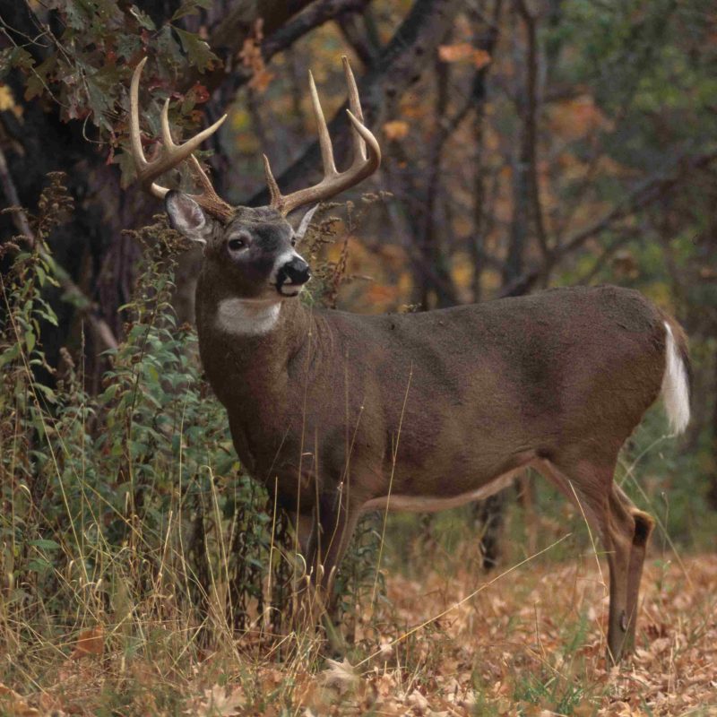 10 Most Popular Monster Whitetail Buck Pictures FULL HD 1080p For PC Desktop 2024 free download deer quiz how well do you know whitetails realtree deer 800x800
