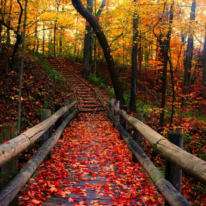 10 Latest Free Wallpaper Fall Scenes FULL HD 1920×1080 For PC Desktop 2024 free download desktop backgrounds fall scenes gallery 78 images 800x800