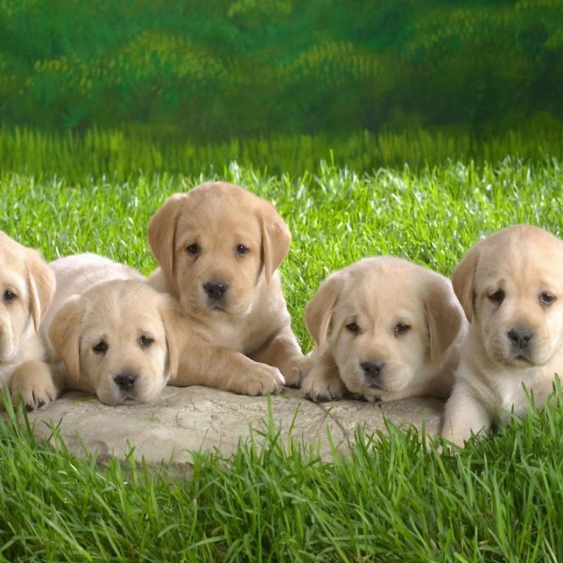 10 Best Puppies Wallpaper For Desktop FULL HD 1080p For PC Desktop 2022 free download desktop blue pitbull puppies images dowload 800x800