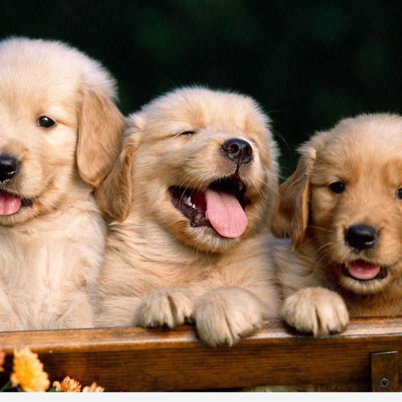 10 Best Cute Puppies Desktop Wallpaper FULL HD 1080p For PC Desktop 2024 free download desktop hd cute puppy dog pics 800x800