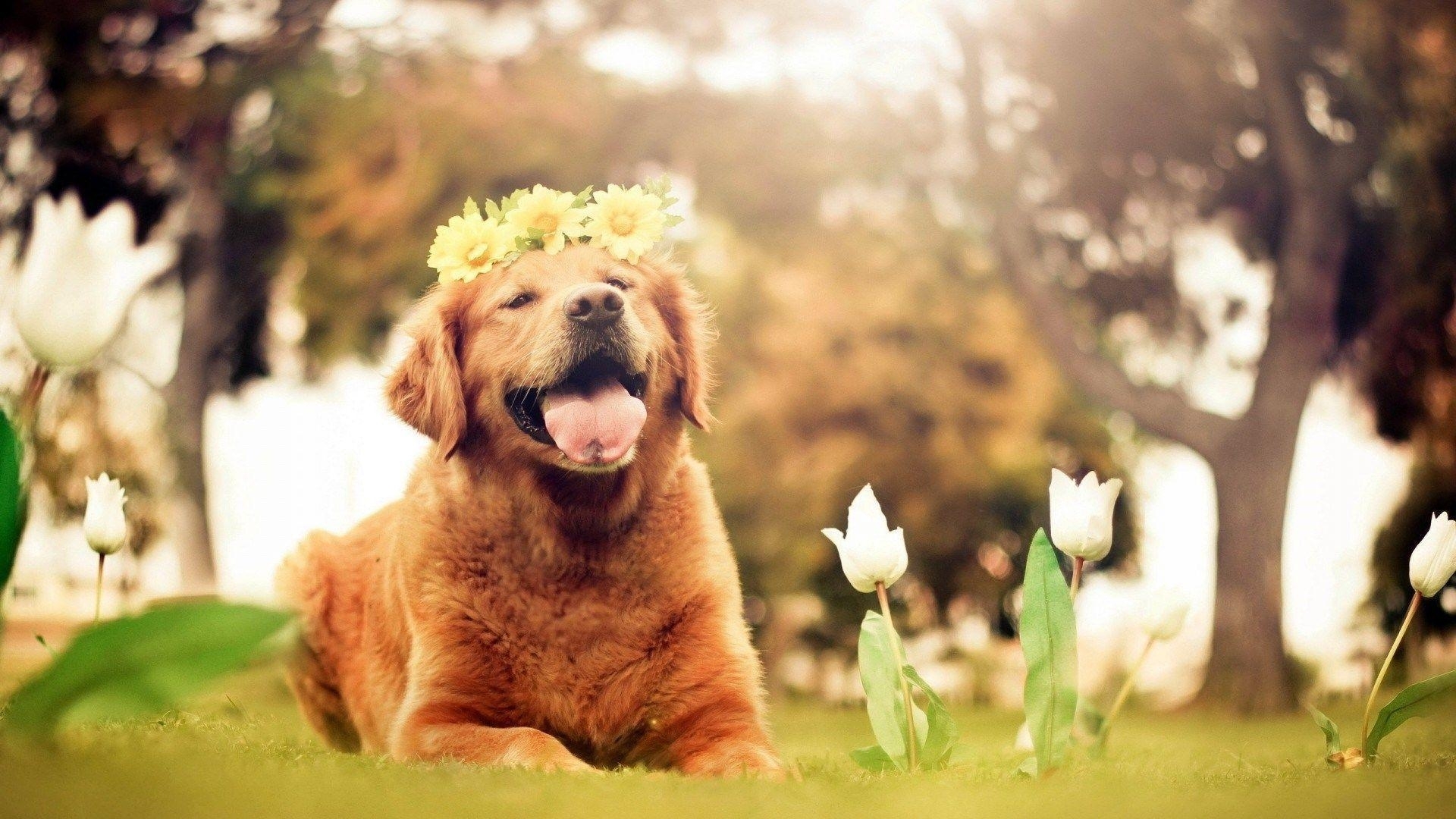 10 Latest Dog Backgrounds For Computer FULL HD 1080p For PC Background