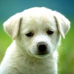 dog wallpapers - animals town