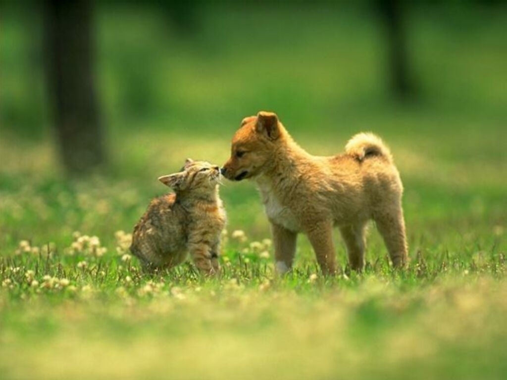 10 Latest Dog And Cat Background FULL HD 1080p For PC Background 2024