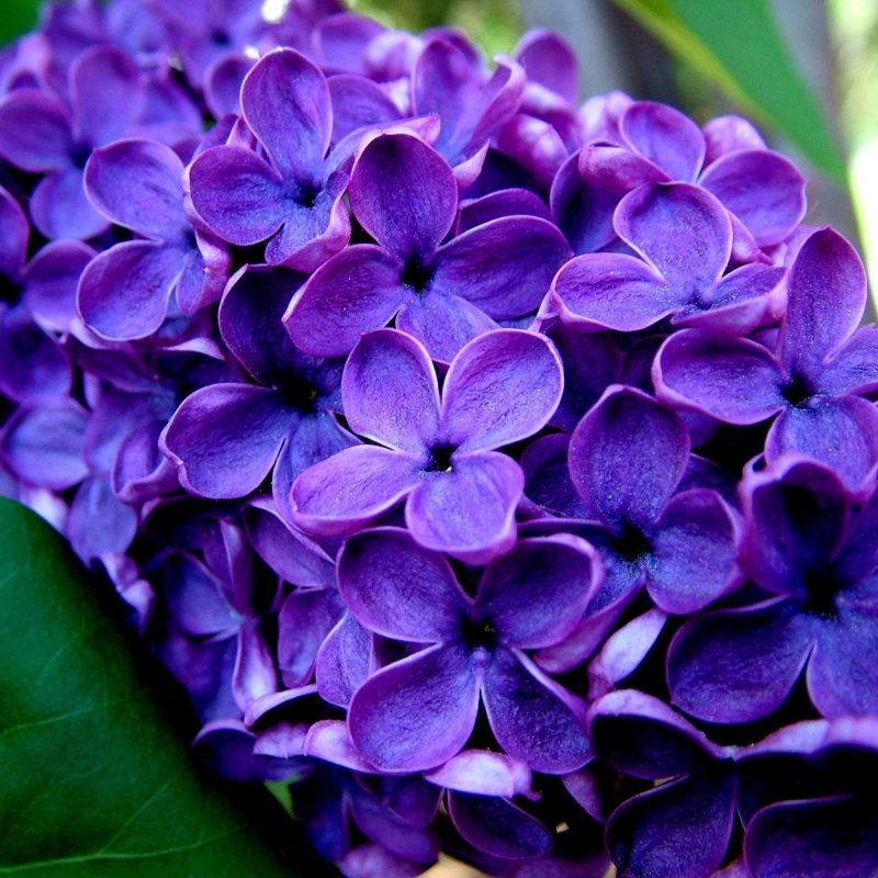 10 Latest Beautiful Purple Flowers Images FULL HD 1080p For PC Desktop 2022 free download download beautiful hummingbird purple flowers wallpaper 245173 800x800