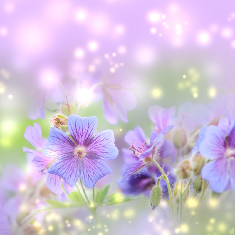 10 Top Free Spring Screensaver Pictures FULL HD 1920×1080 For PC Background 2022 free download download online free spring desktop wallpaper gallery white red 800x800